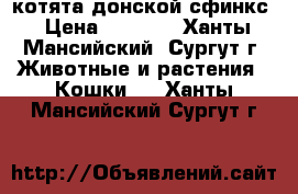 котята донской сфинкс › Цена ­ 2 500 - Ханты-Мансийский, Сургут г. Животные и растения » Кошки   . Ханты-Мансийский,Сургут г.